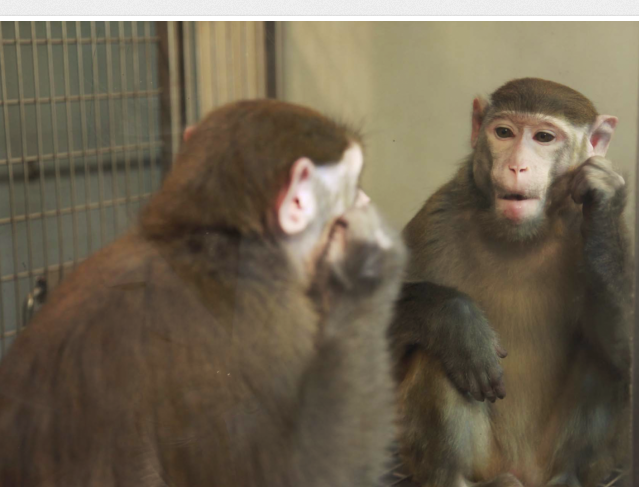 обезьянка